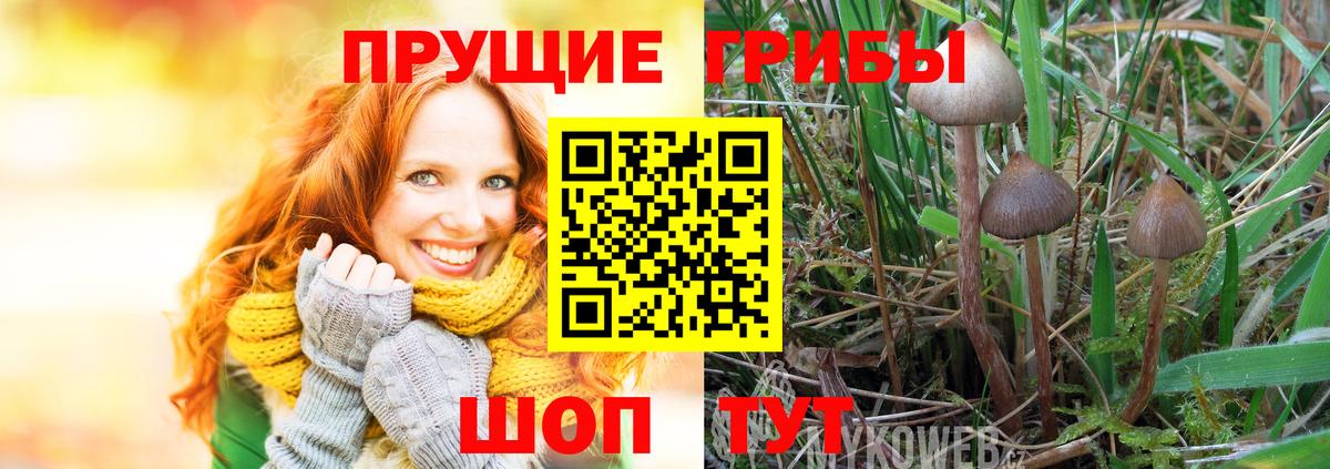 Россошь  Псилоцибиновые грибы мицелий  Вход с VPN 